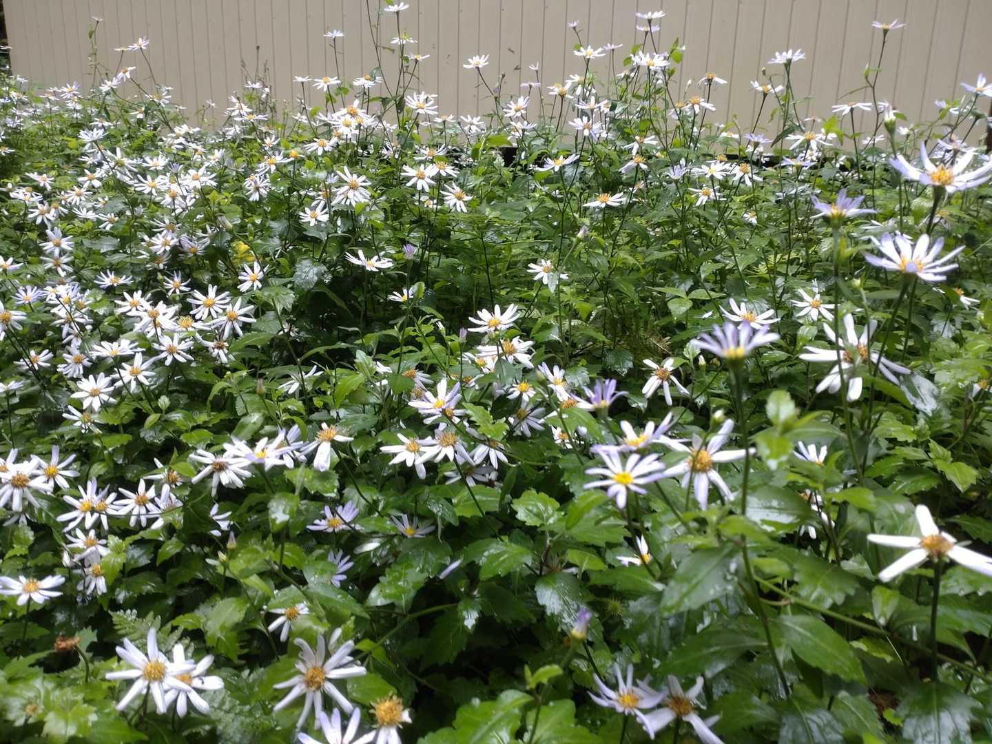 花が綺麗😀