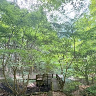 青紅葉の綺麗なスポット💚✨