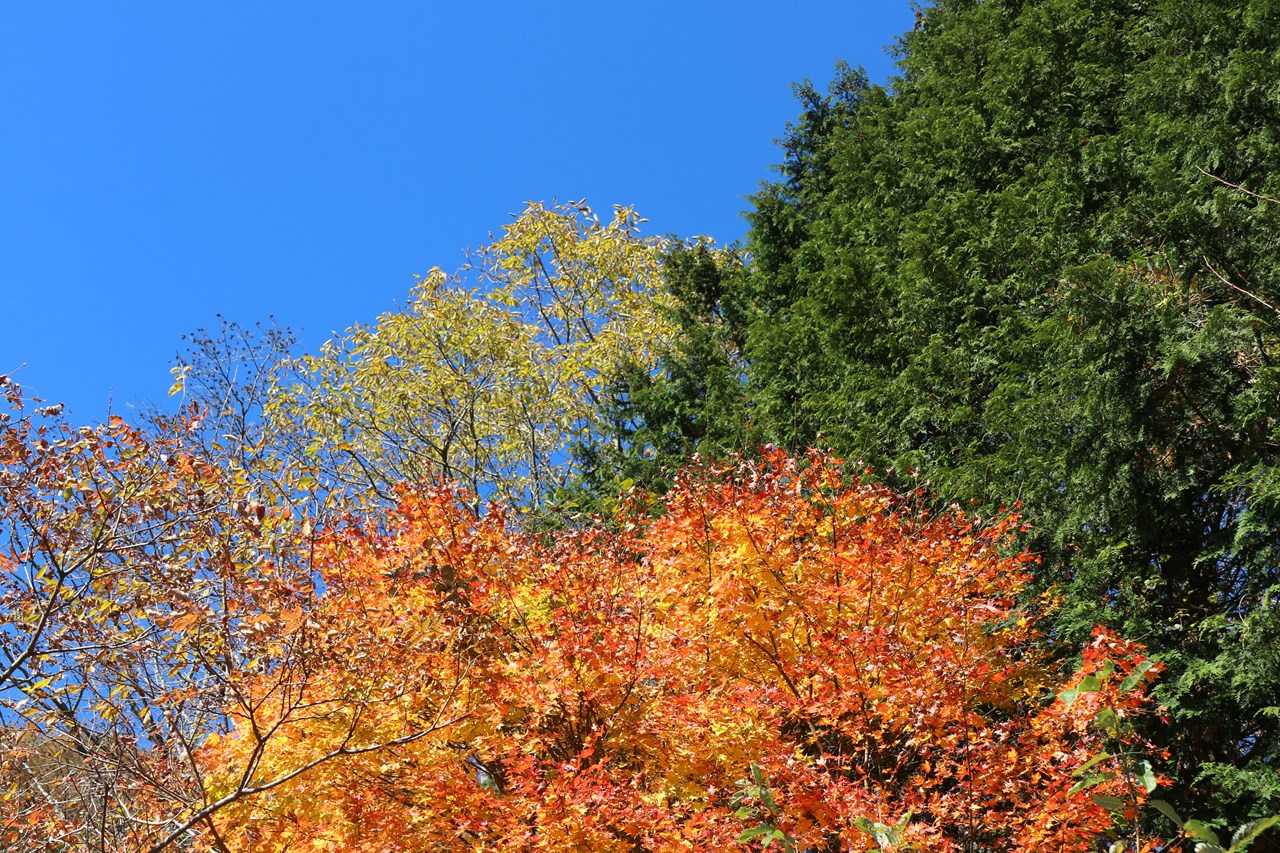 紅葉