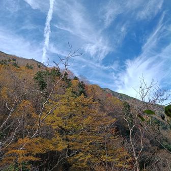 紅葉 ギリ
　　　🍁🌰🍁*
　　　　🍁🌰🍁*
　　　🍁🌰*
　　　　　🍁🌰*
　　　　　　　🍁🌰*　
　　　　　　🍁🌰*
