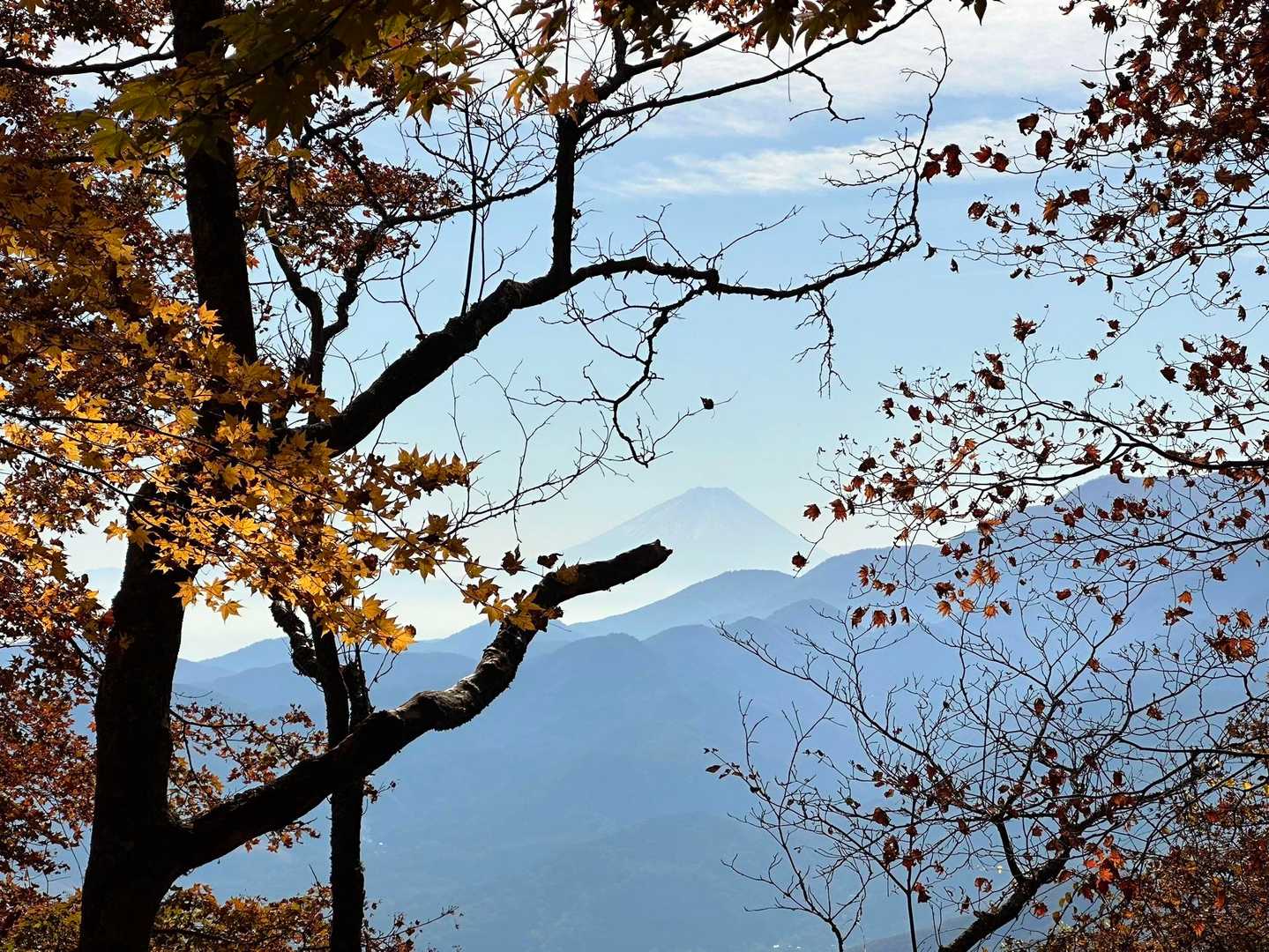 途中で木の間から富士山こんにちは🗻