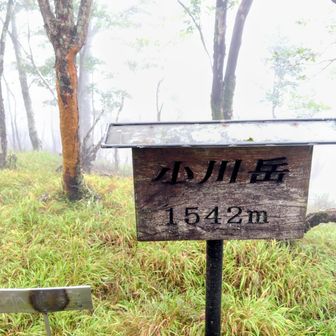 頂上…晴れたとしても展望無し