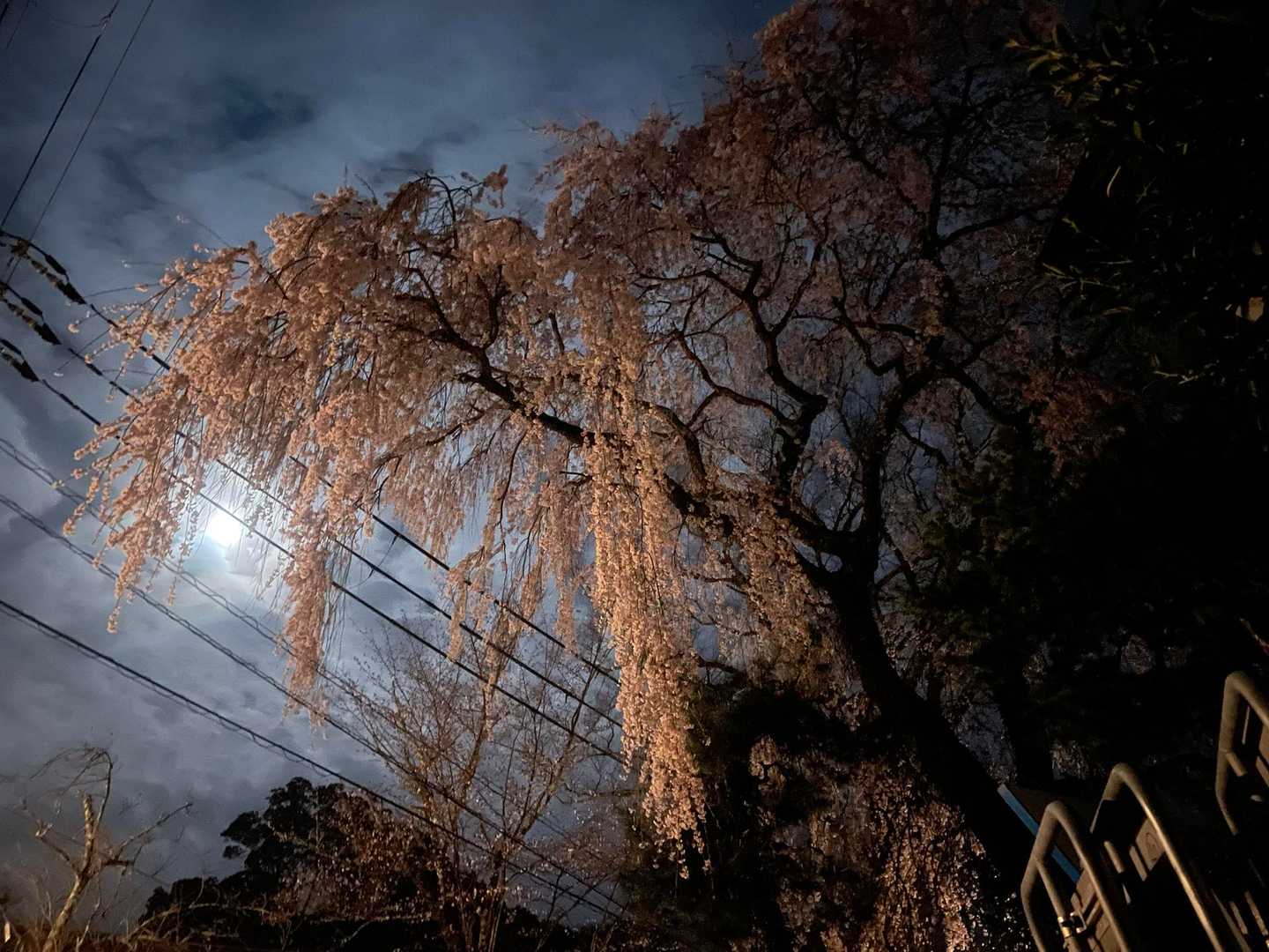 勝手神社向かいの巨大枝垂れ桜！
わかちゃんとはここらでお別れ👋