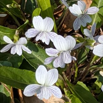 アリアケスミレ小下沢