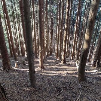 この写真見て思い出しましたが、鳥手山の頂上を過ぎた後、結構な急斜面を降りる事になります。忘れてました。

押立山の急斜面と違い、杉が沢山生えてるので滑ってっても木で止まりますね😅🐻

ただ、矢倉岳側から来ると、押立山の斜面で滑って転んで来た上に、これを上がる事になるので、辛いですな。