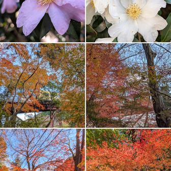 山茶花。

石清水八幡宮参道ケーブル。

杉山谷不動堂、神慶寺近隣の紅葉。