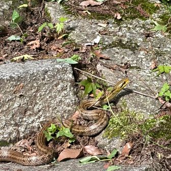 階段に🐍
なんていうヘビかな⁇
踏まなくてよかった😅