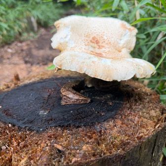 🍄かなりでっかいキノピオ