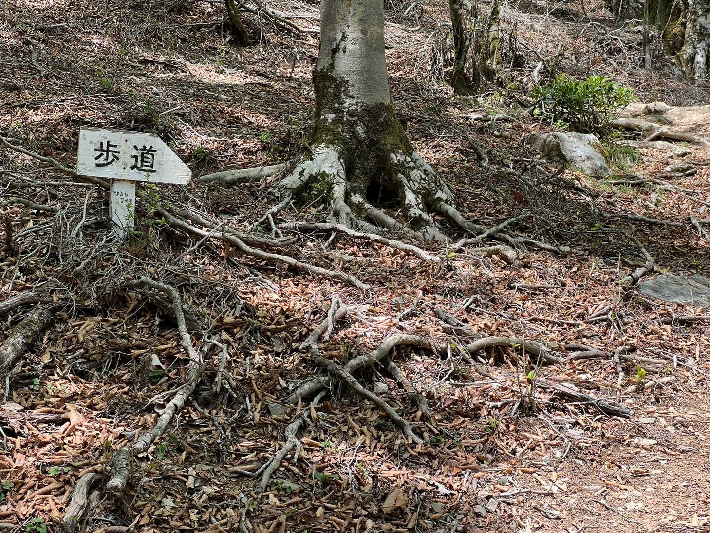 歩道🪧に沿って…