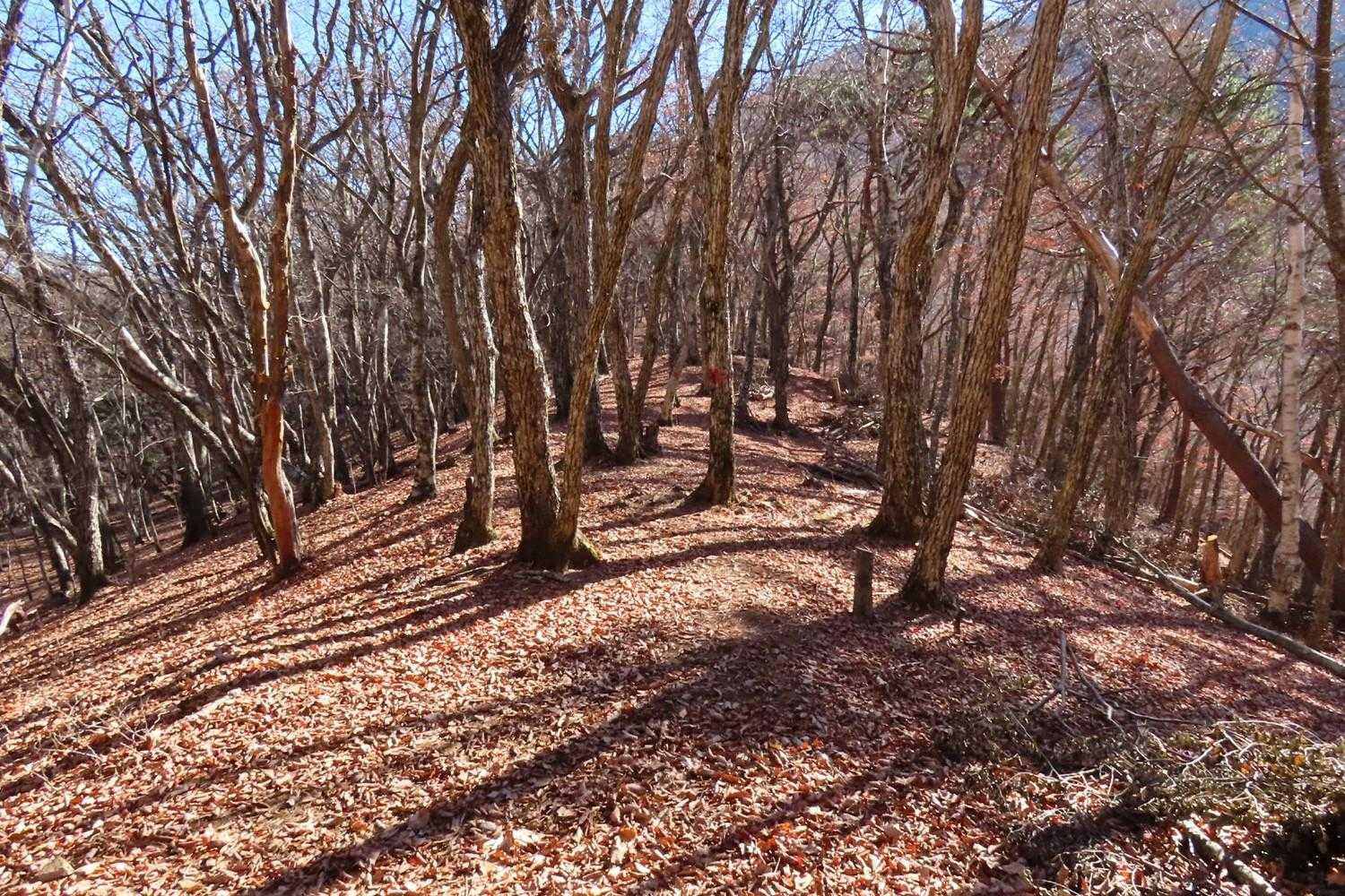 黒岳への道