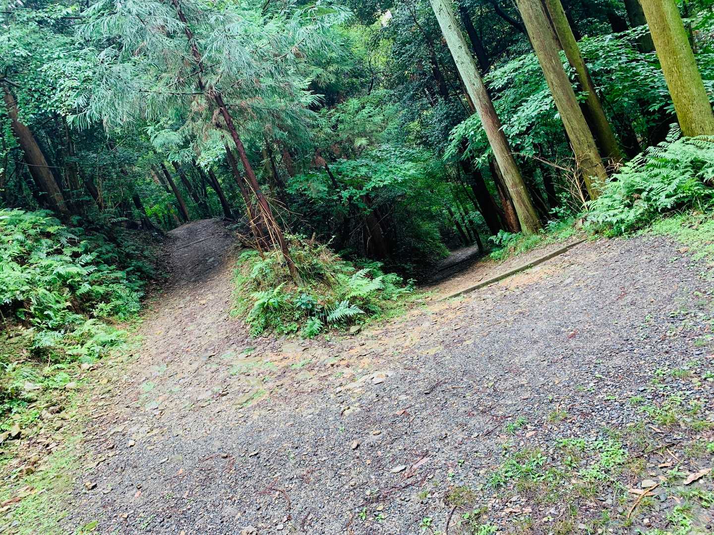 大平山 往復コースの写真