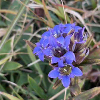 リンドウ、これも見たかった花