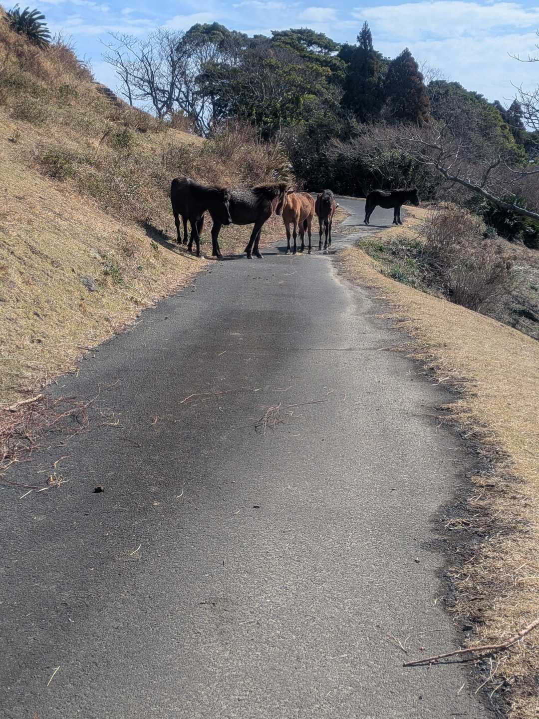 なので、遠巻きにお山に登って行けました👐