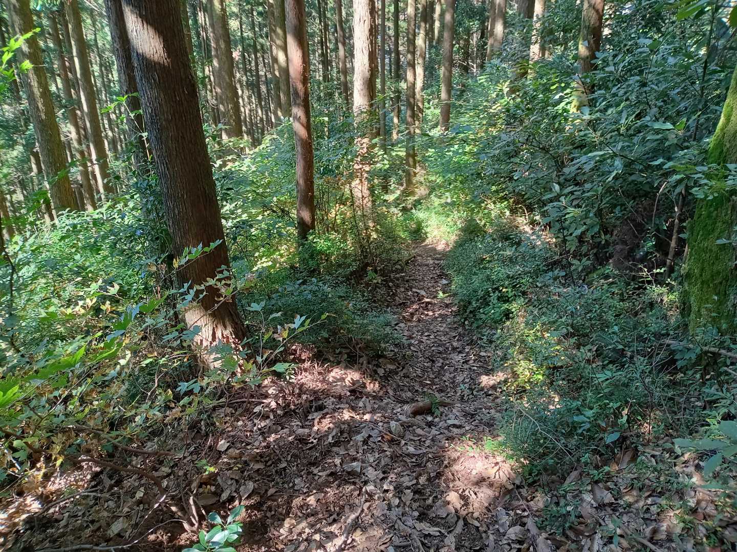 なんだか徐々に登山道に傾斜が・・・。