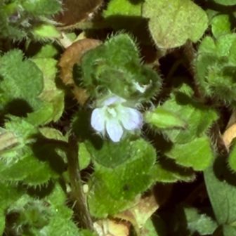 　　　白いオオイヌさん