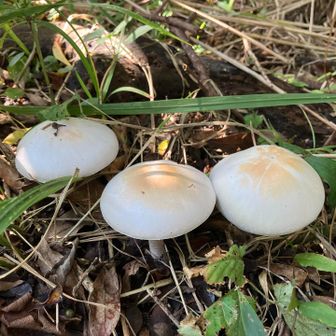 焼き餅のようなキノコ🍄‍🟫