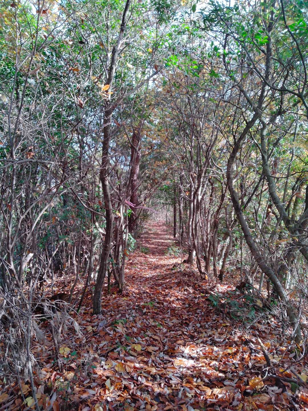 いい感じの登山道