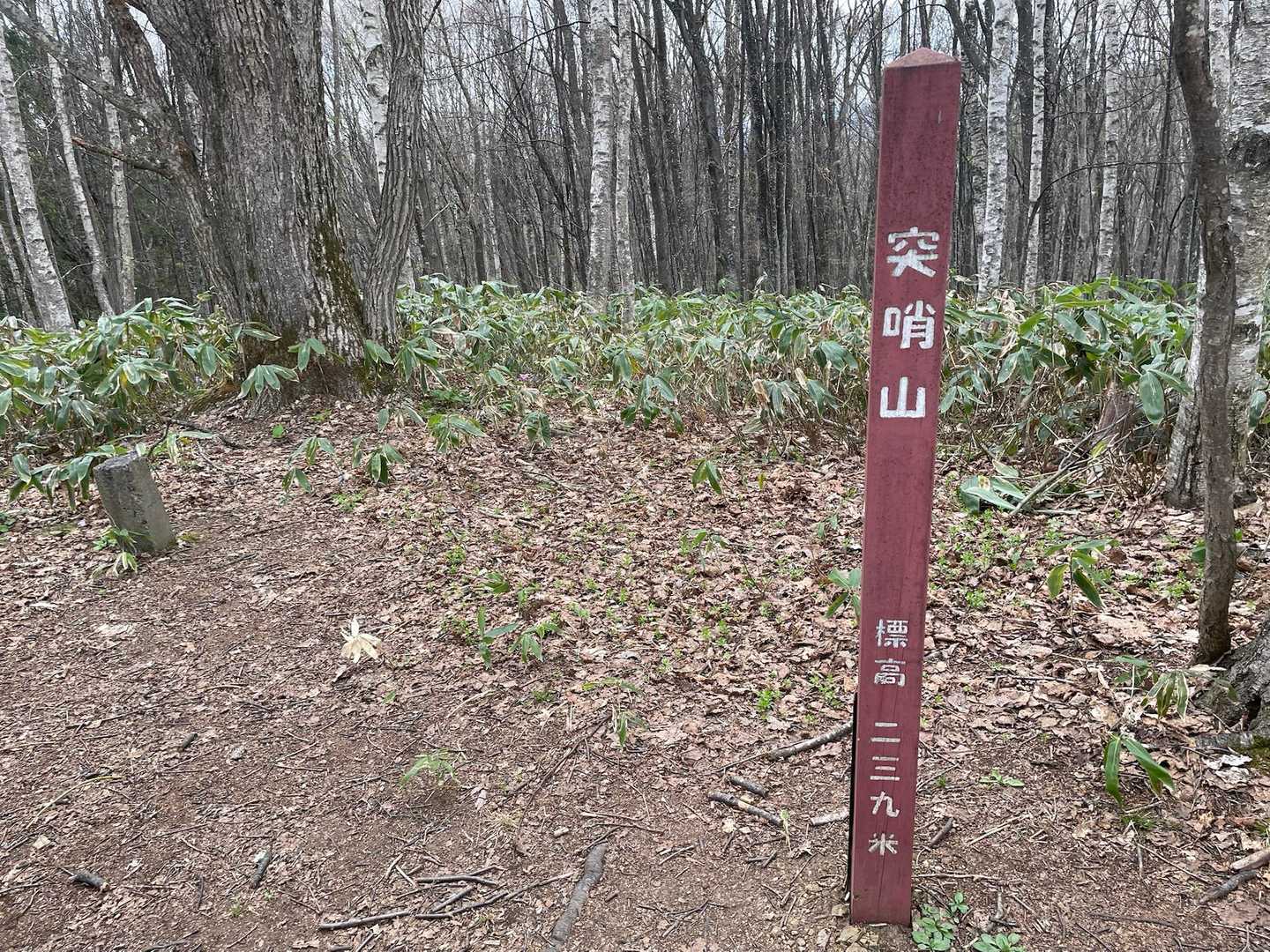 突哨山口-突哨山 往復コースの写真