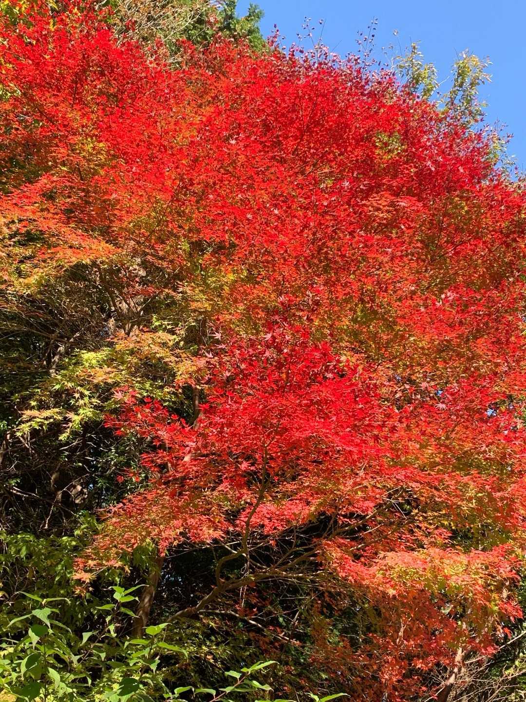 裏山-笙ヶ岳 周回コースの写真