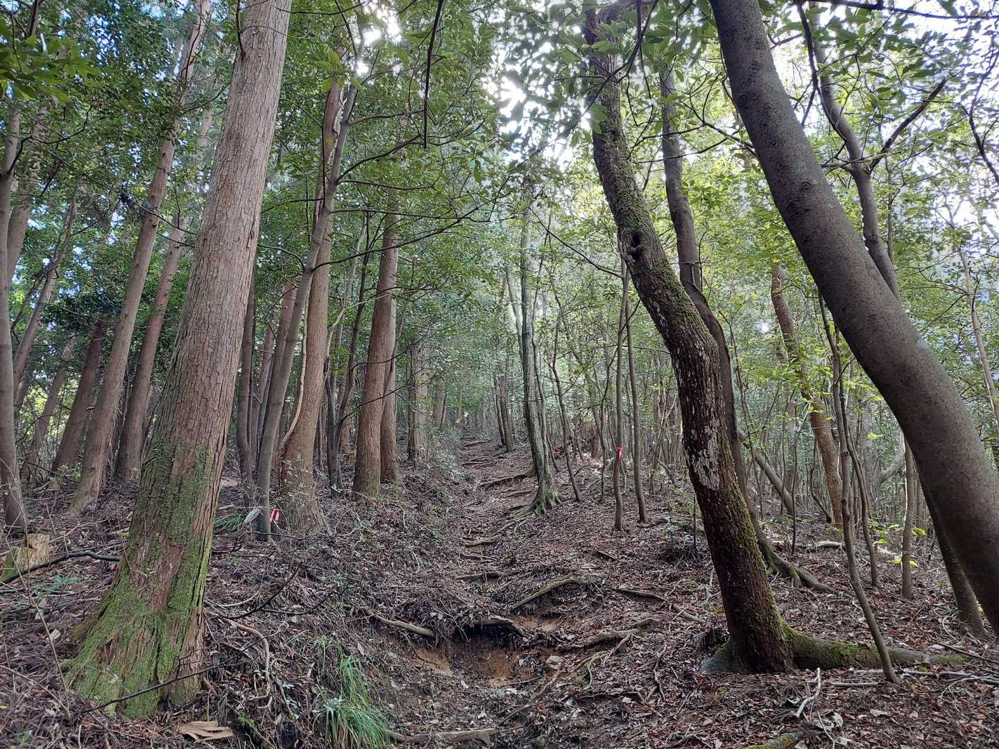 階段は長くて急登だけど、ご褒美✨ロードもたくさんあって比較的楽チンな登山道❤️