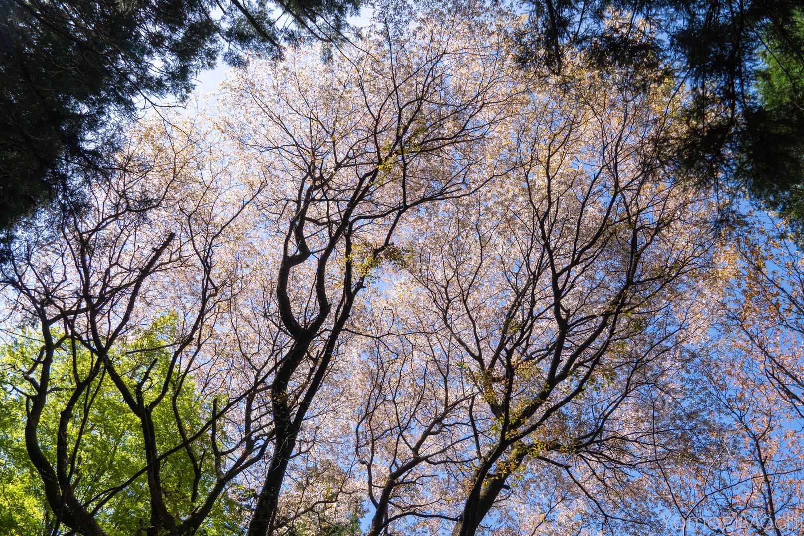満開の桜を見上げます。もっと近くで見たいですね。