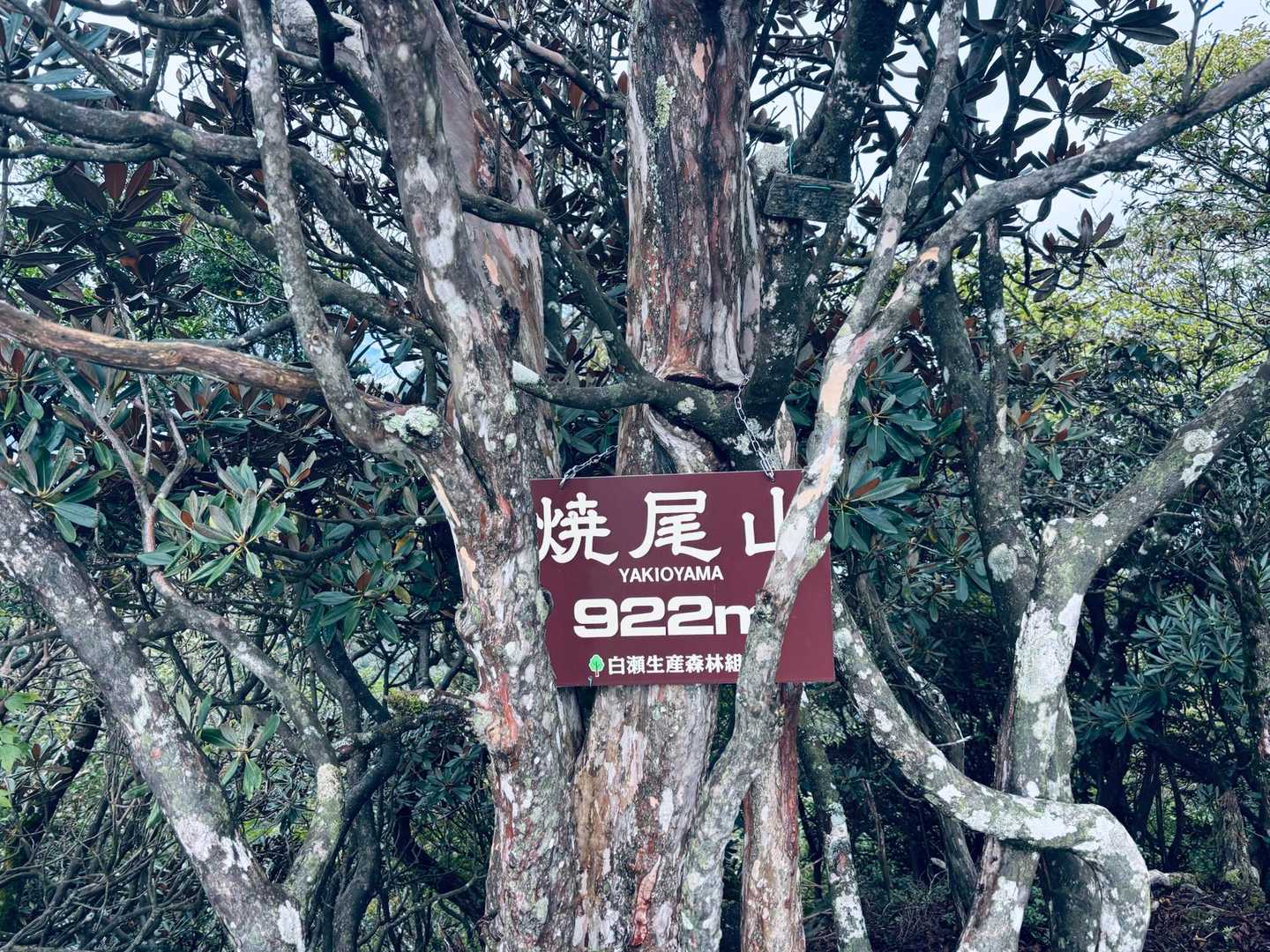鞍掛トンネル東登山口-鞍掛峠-焼尾山-三国岳 周回コースの写真