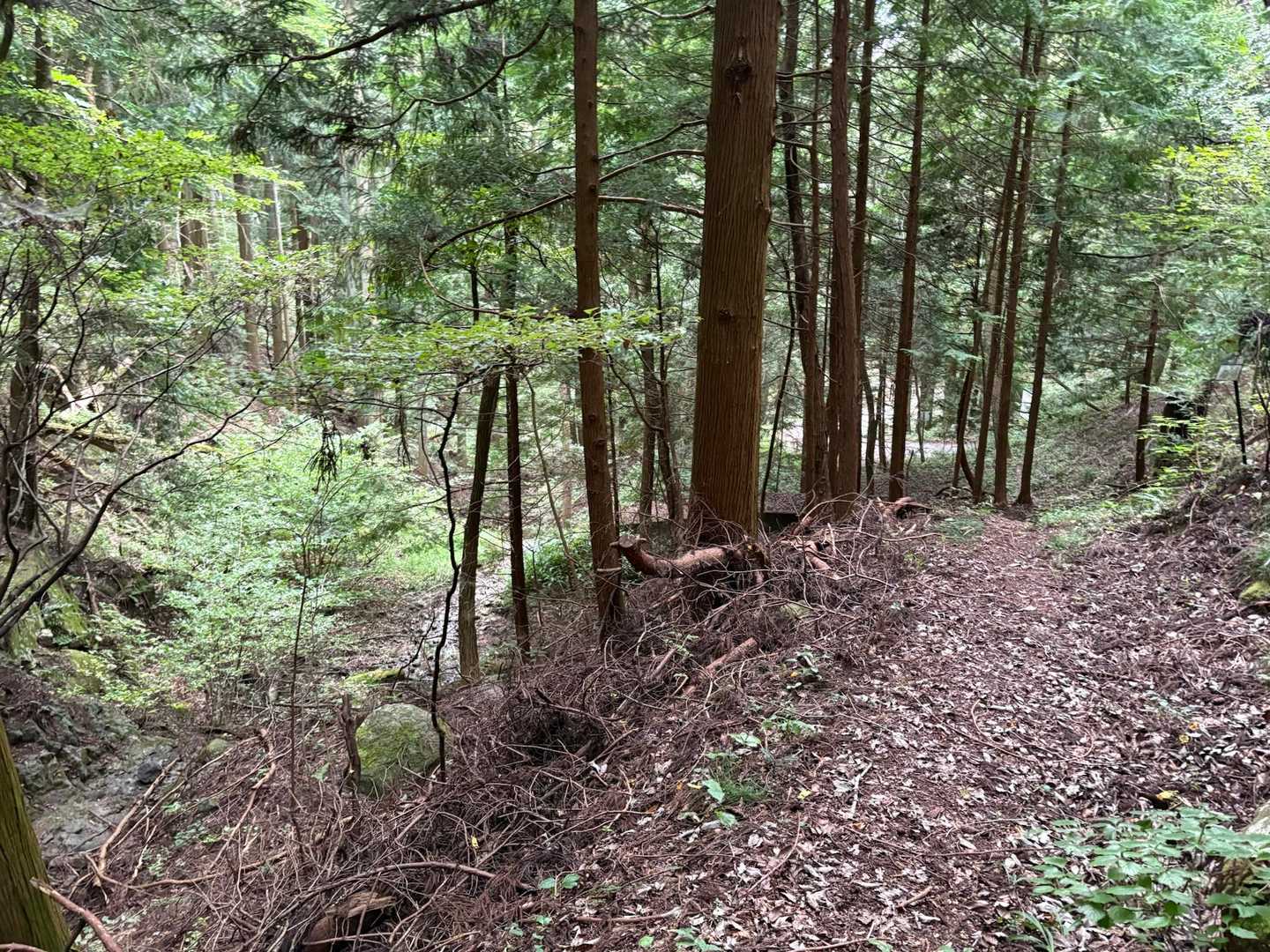 林道が見えてきました。