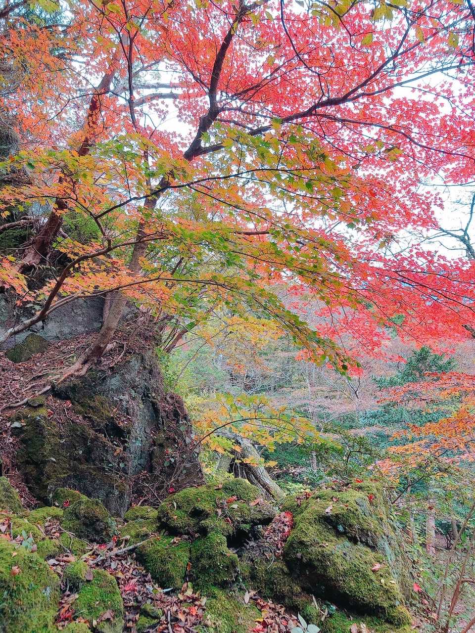 由布岳 猪ノ瀬戸登山口コースの写真