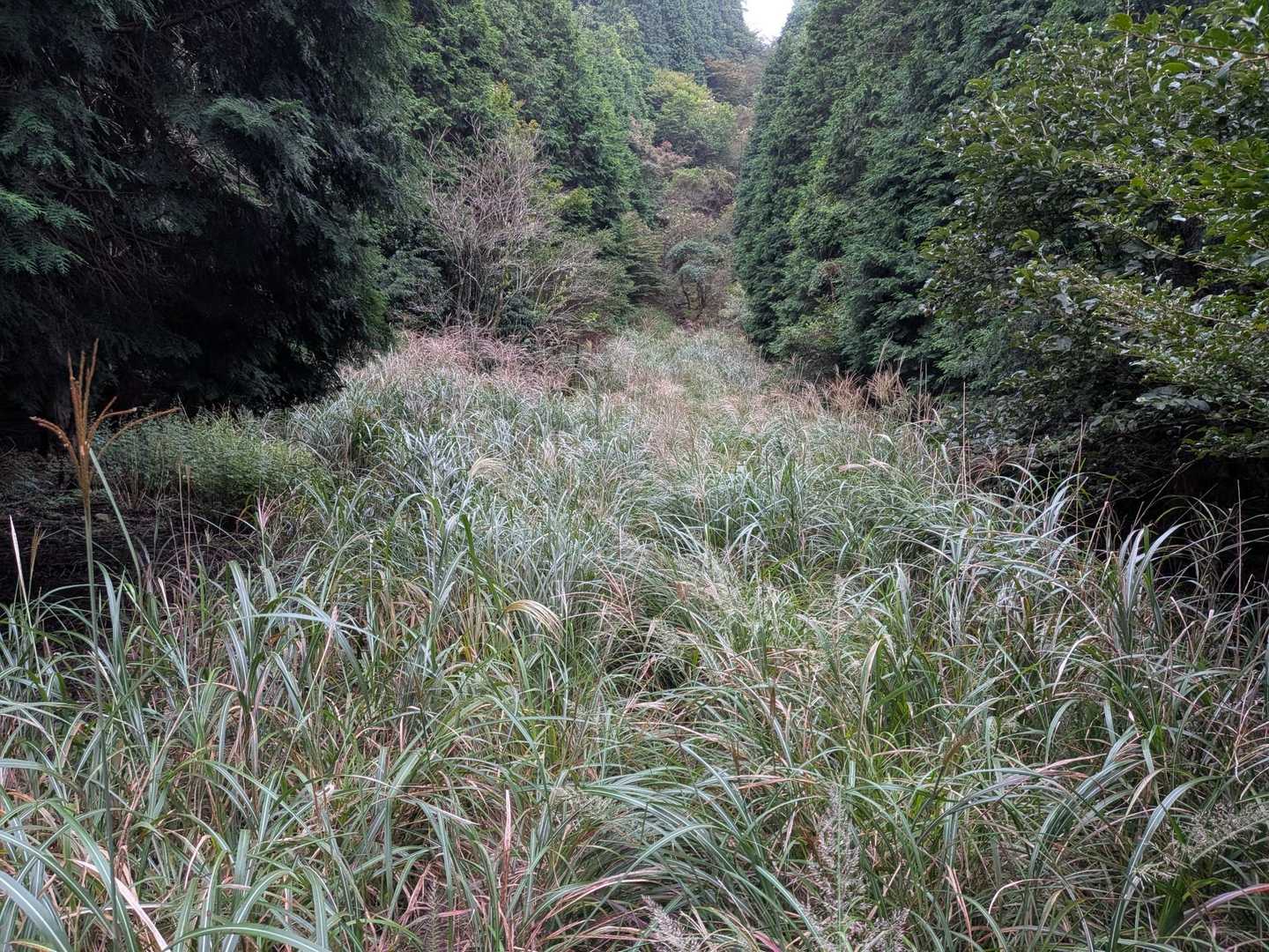 藪漕ぎでした