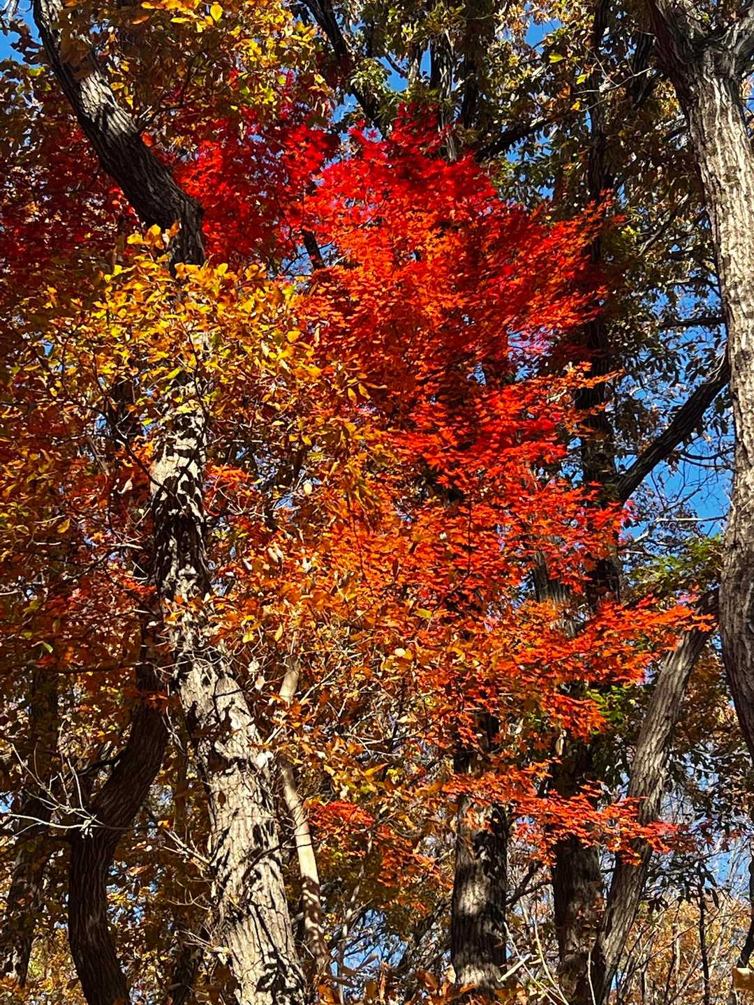 景信山 往復コースの写真