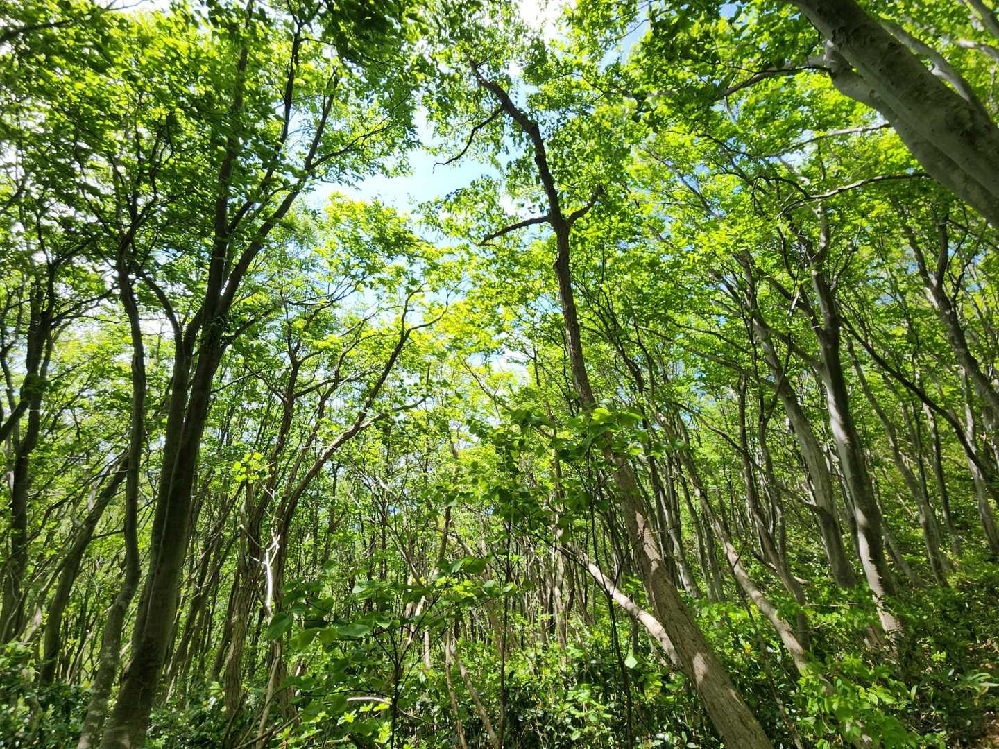 ブナの新緑が美しい🌿