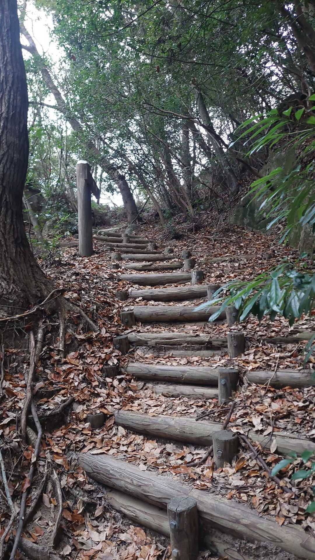 歩き易い階段👌