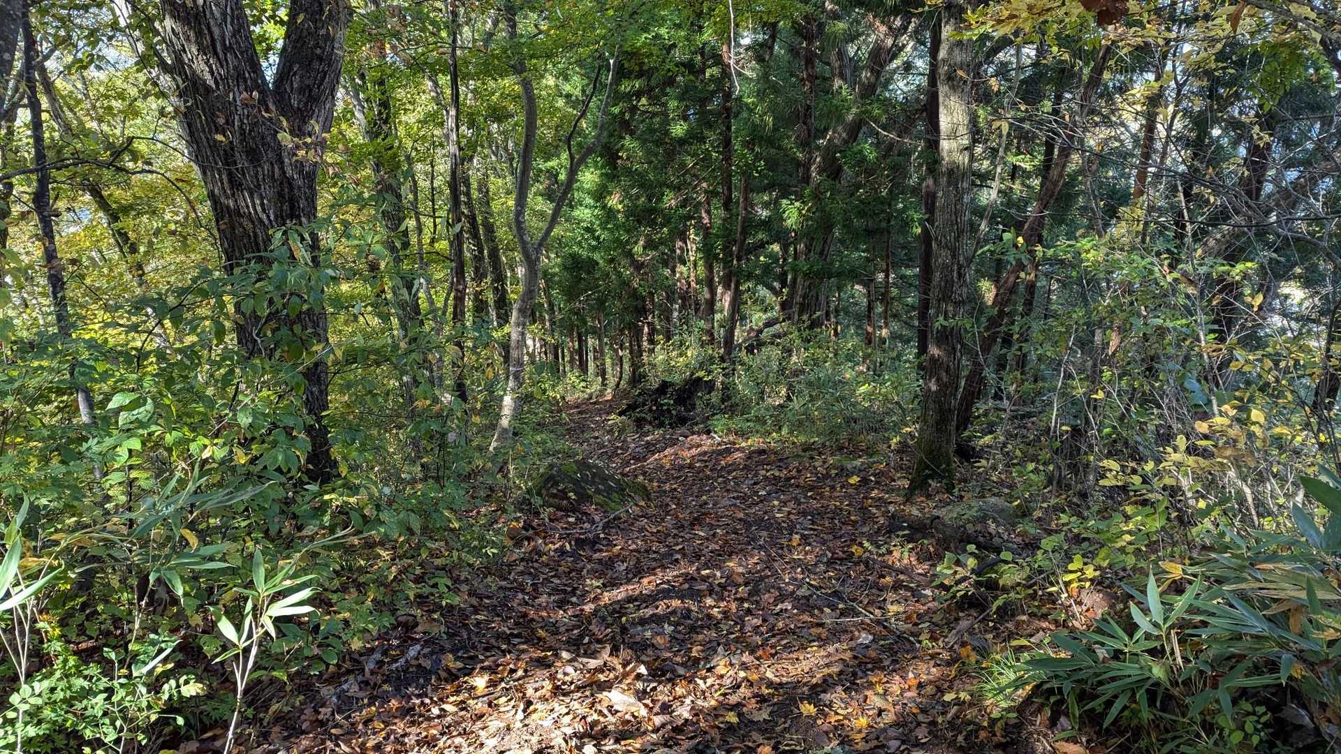 きっと…
北竜湖から登ってきたであろう
外国の方✨小さな男の子を連れた
神社⛩️へ行きたいらしい…
けっこう遠いですよー😅

だいぶ遠い…