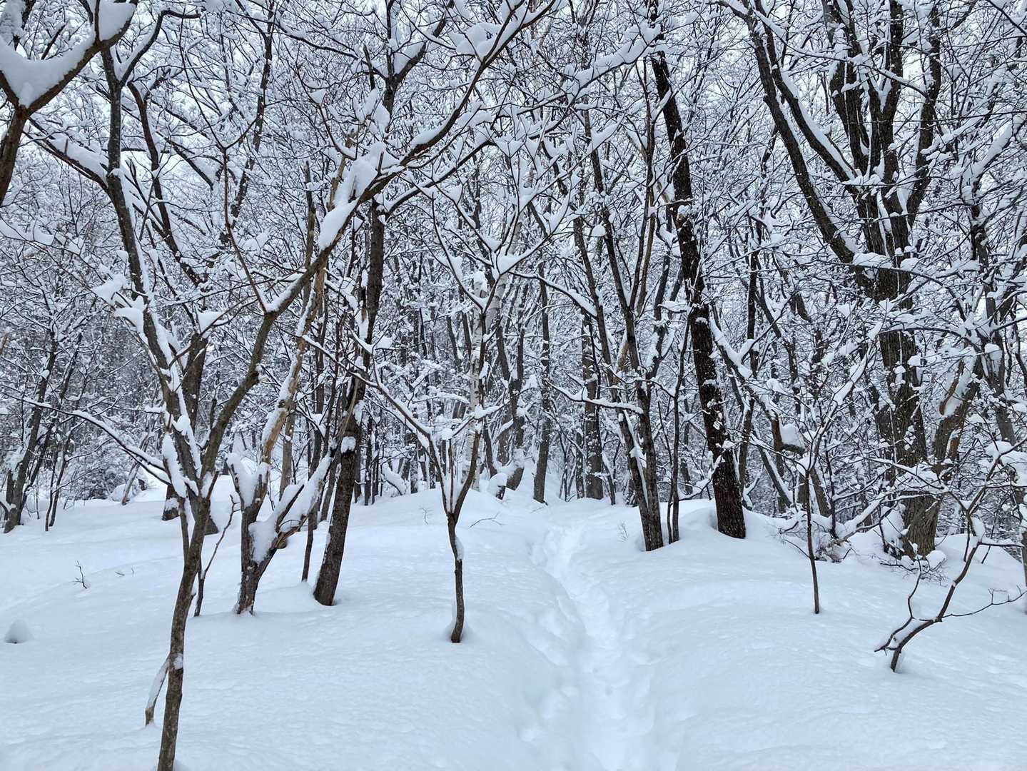 藻岩山ルート入口-山鼻山 往復コースの写真