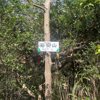 高安山山頂　487.5