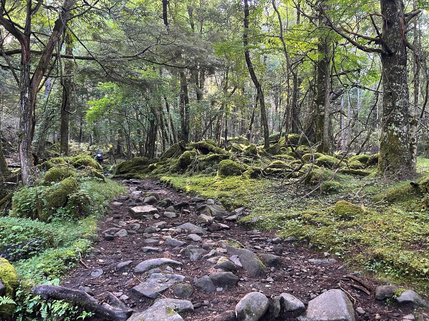 早速、八ヶ岳らしい苔むす森の始まり。