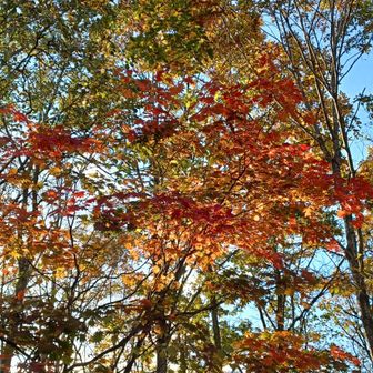 黄色が多い中に赤い紅葉が綺麗🍁