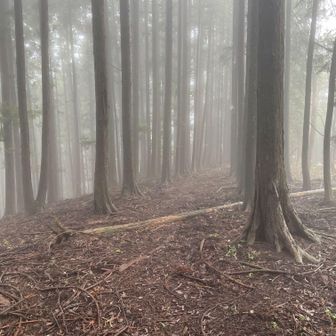 この辺りは暫く人工樹林帯の杉の木のトレイル
午後から雨予報だったので、早めに下山したいところ。