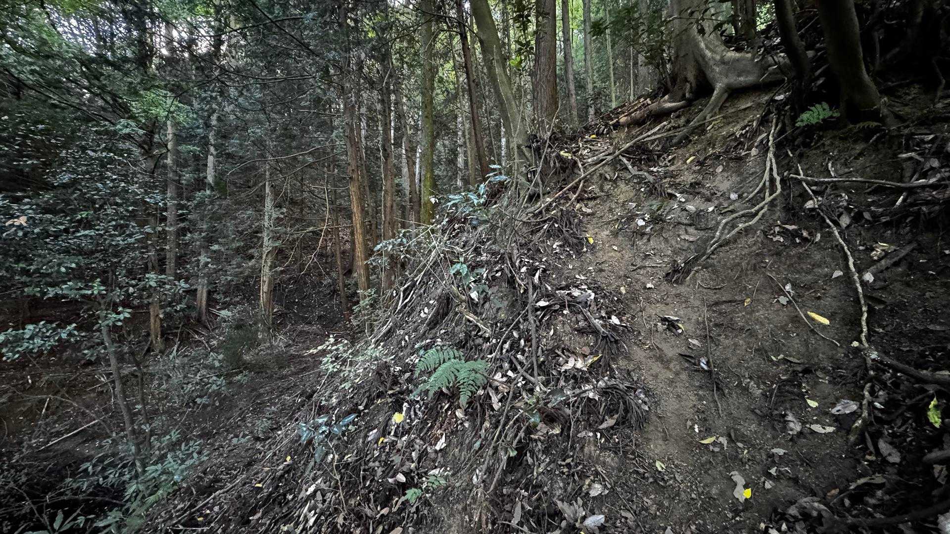 歩いた形跡はありますが…
根っことかを掴みながら😤
序盤からこれでは前途多難…