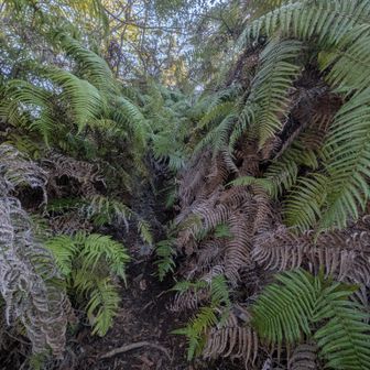 これは…
変な道から登ってしまった😅