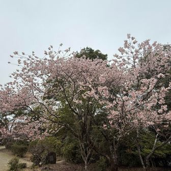 早咲きの桜かな？