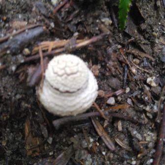 🍄
