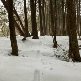 踏み跡を戻ります