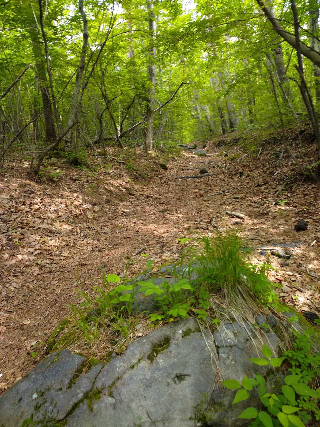 石尊山 往復コースの写真