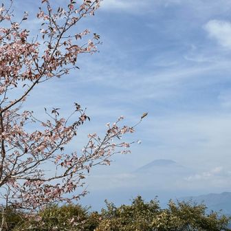 富士山と、桜！