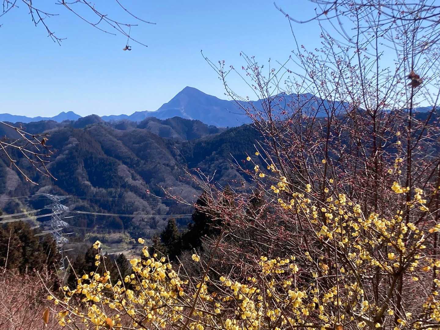 秩父のシンボル武甲山と蝋梅