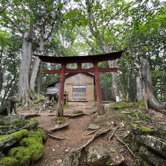 両神神社に着いた。
狛犬はニホンオオカミの姿をしている。

ここから先は斜度が緩くなる。