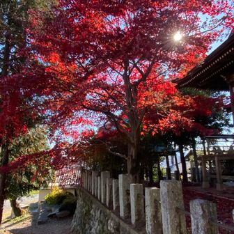 八幡神社の紅葉が真っ赤でした。