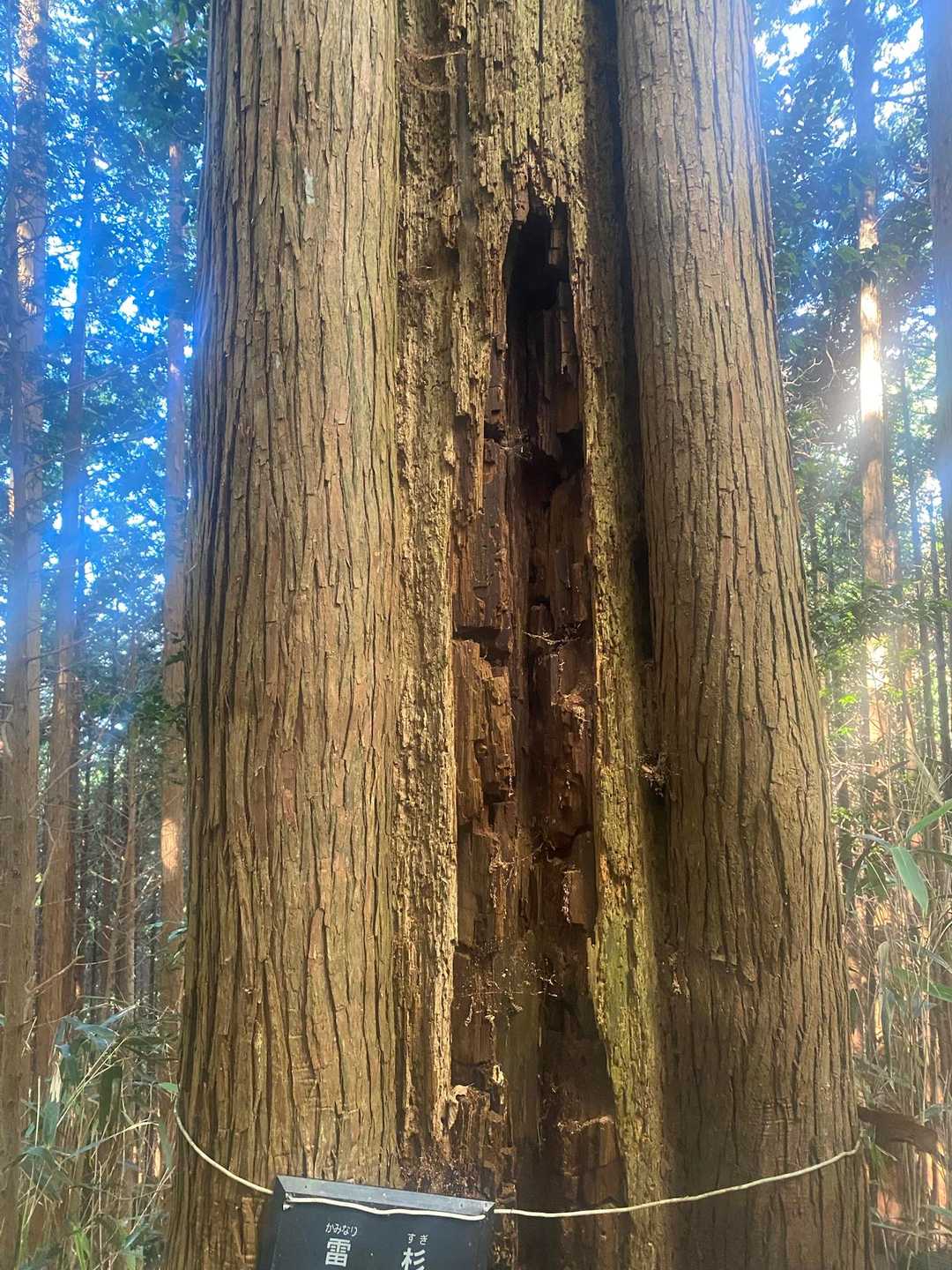 雷で打たれた後復活した杉