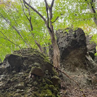 凝灰角礫岩の間にハリギリ